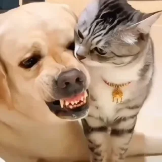 😡