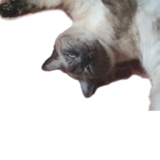 👌