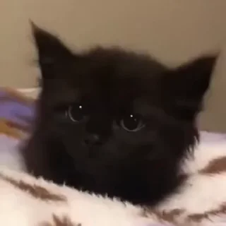🐈