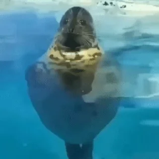🌟