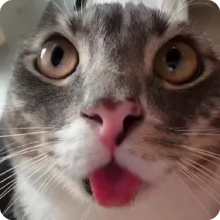 🫕