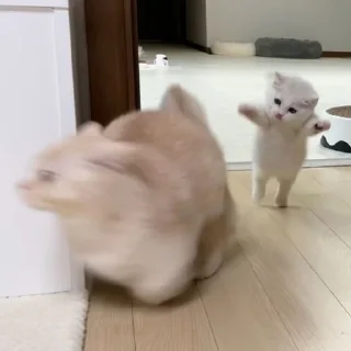 🙀