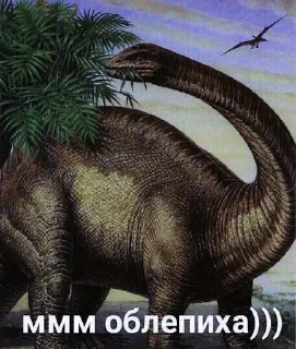 🦏