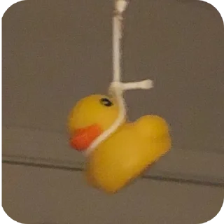 🐦