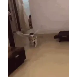 🐶