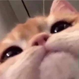🐱