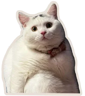 🐈