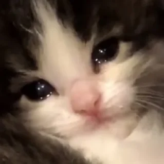 🥺