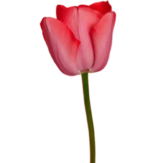 🌷