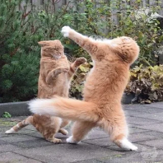 🤼