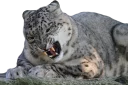 😾