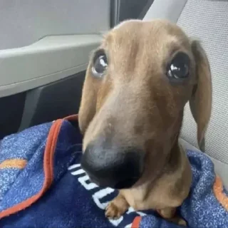 🐶