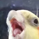 Birb