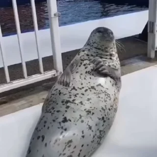 🦭