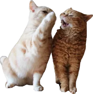 👊