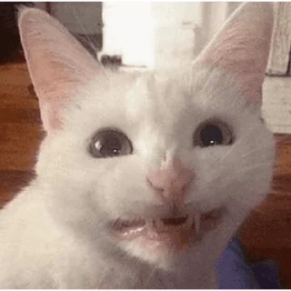 🐱
