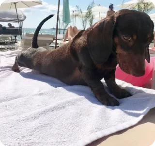 🏖