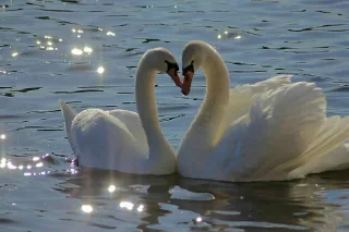💖