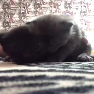 🐾