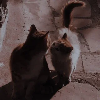 ✨