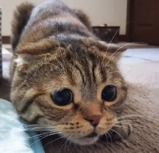 🥺