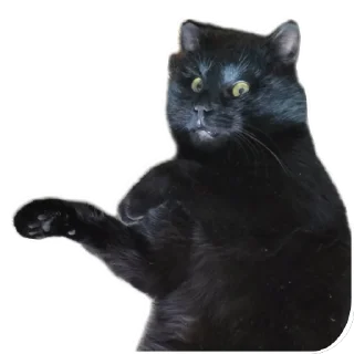 🐱