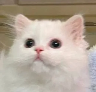 коты :: @fStikBot