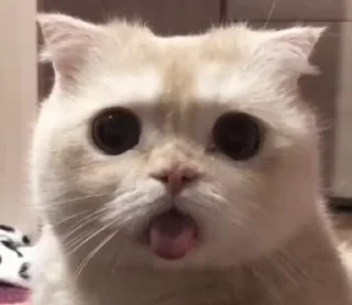 🐈‍⬛