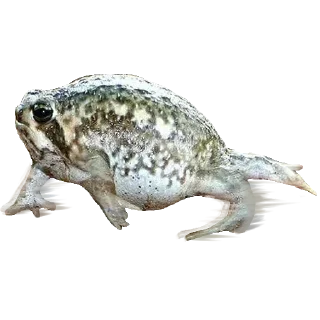 🐸