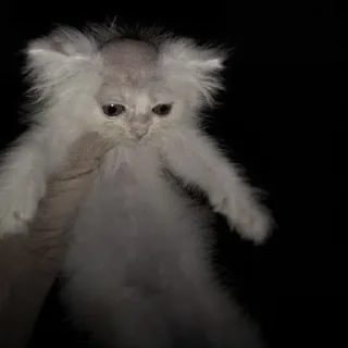🐈‍⬛
