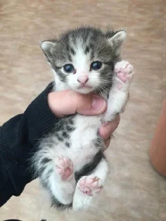 Котики @anime_sticks