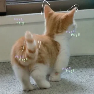 🎀