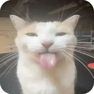 🐱