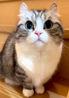🐈