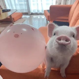 🐷