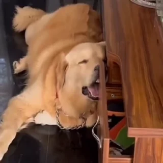 😴