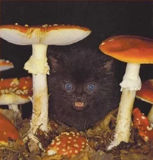 🍄