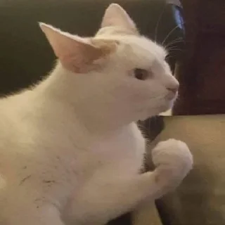 😡