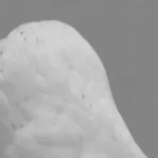 🦉