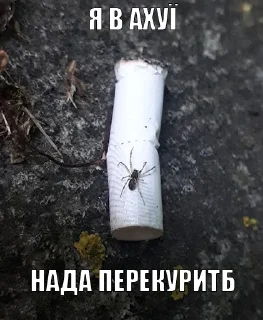 🕷