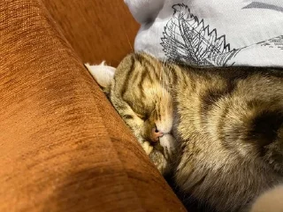 🌟