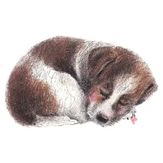 🐶