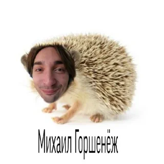 🦔