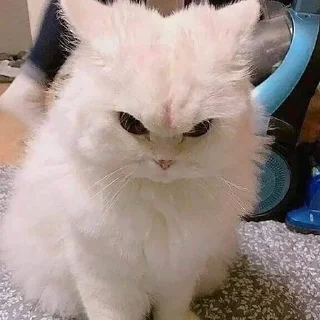 😠