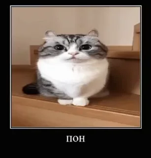 🐱