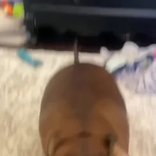 🐩
