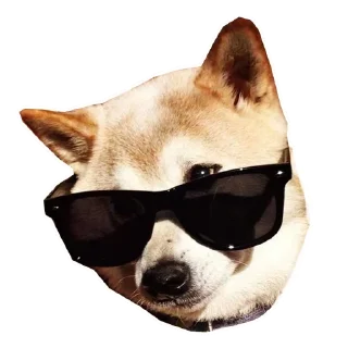 🐶
