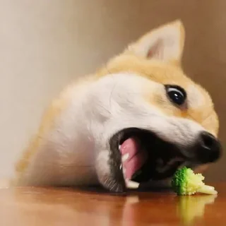 🐶