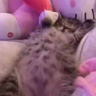 🐈‍⬛