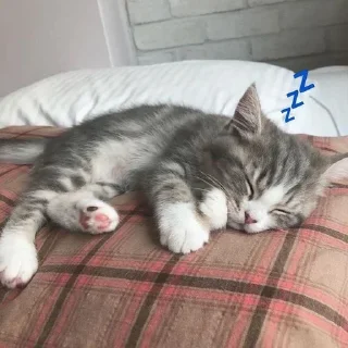 💤